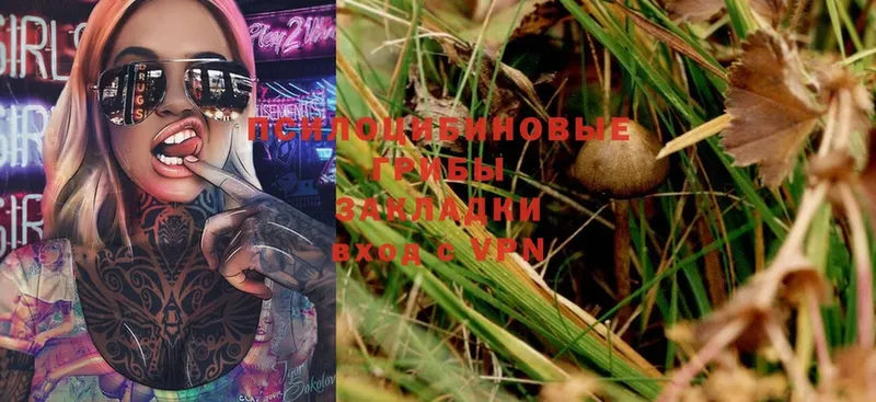 Галлюциногенные грибы Psilocybe  Лебедянь 